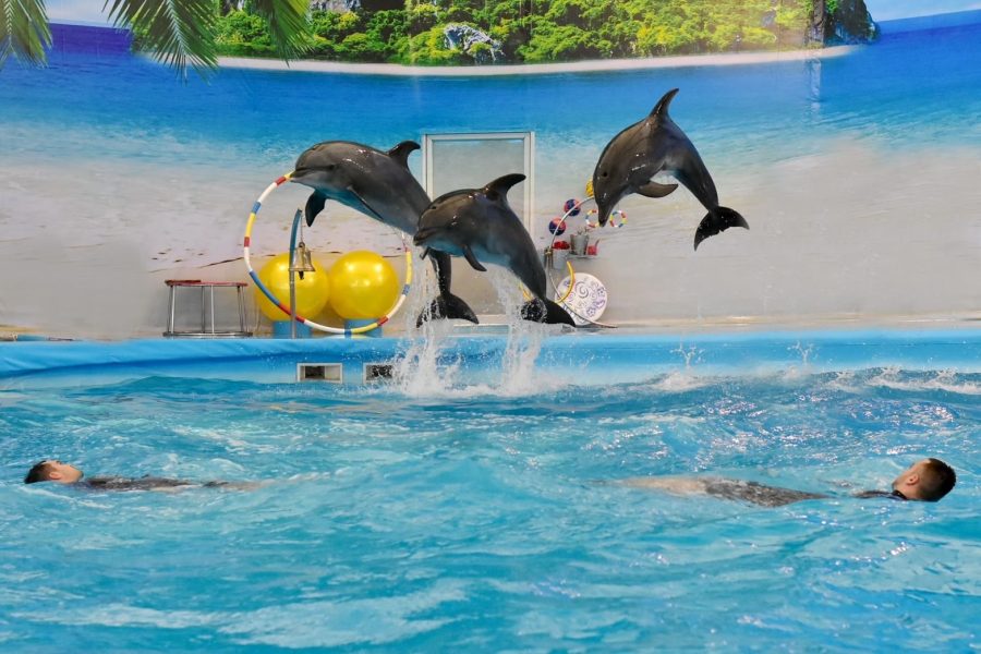 Dolphin Show