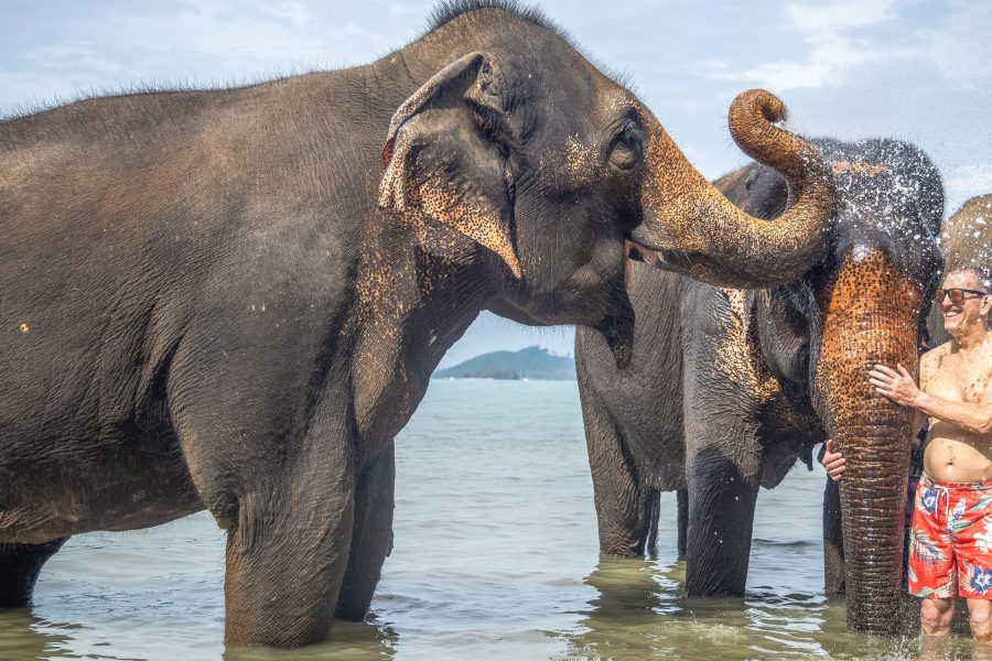 Elephant Care Feed Shower & Sea Bathing