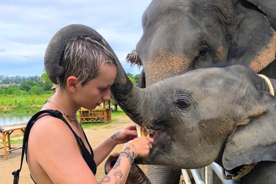 Phuket Elephant Care (Feed the Elephant Program)