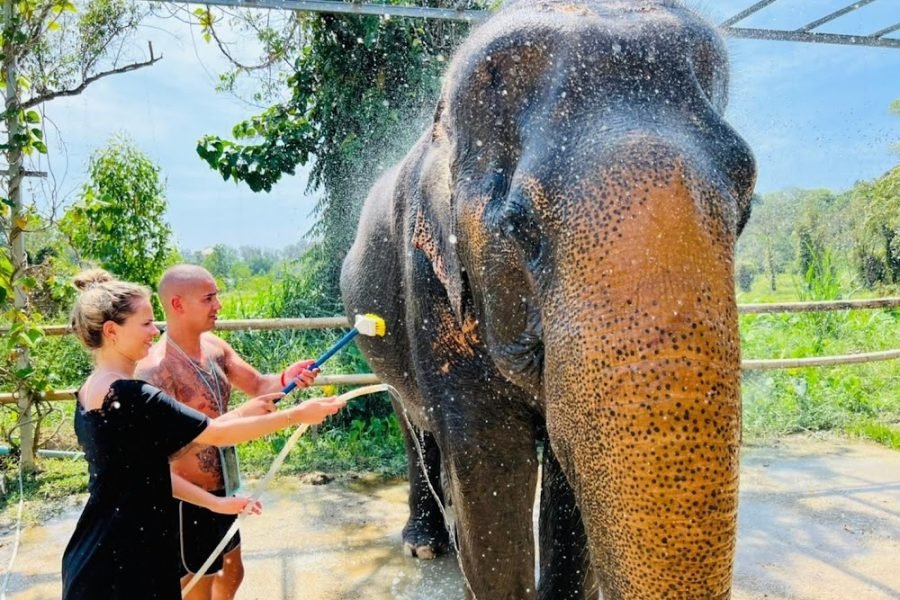 Phuket Elephant Care (Feed & Spa the Elephant Program)