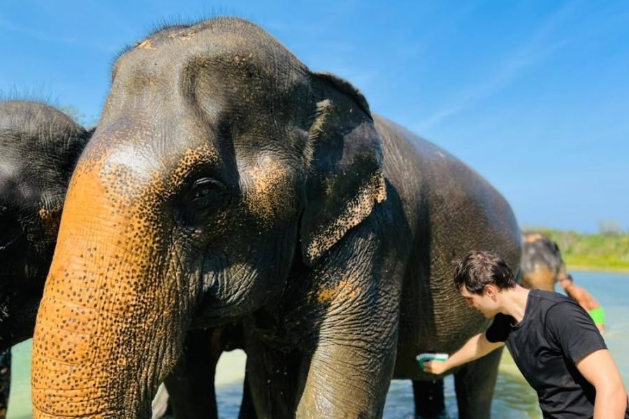 Phuket Elephant Care (Half-Day Program)